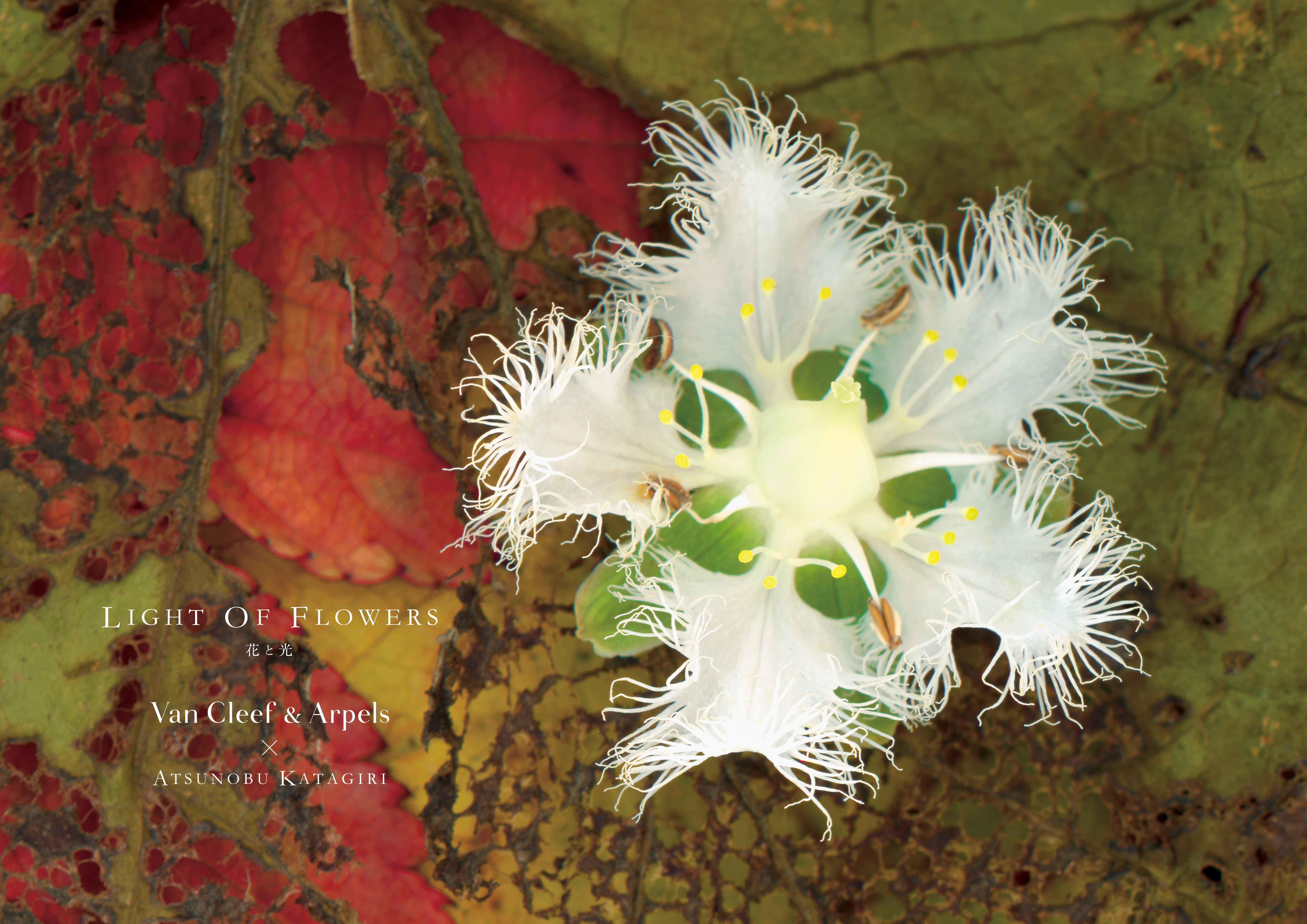 期間限定エキシビション Light Of Flowers 花と光 を京都で開催 22年11月3日 祝 木 12月12日 月 ヴァン クリーフ アーペルのプレスリリース