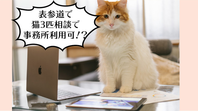 表参道でネコと暮らす、ネコと働く。住むだけで猫助けできる立地よすぎ ...