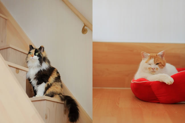 三方良しどころか五方良し!?の新しい猫助けの仕組み。保護猫カフェと 