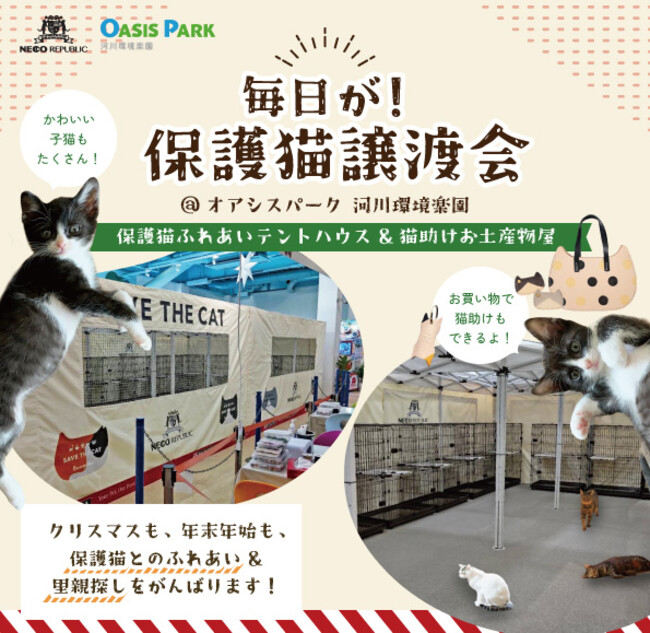 毎日が「保護猫譲渡会」！かわいい保護猫たちがずっとの家族を待って ...