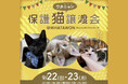 大阪 岸和田で、運命の出会いを待ってるにゃ!「ワタニャン保護猫譲渡会atWHATAWON」好評につき第2回、開催決定!ワタワンに保護猫が大集合