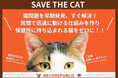 ふるさと納税で猫助け!猫問題を早期発見、すぐ解決!民間で迅速に動ける仕組みを作り、保健所に持ち込まれる猫をゼロに!ガバメントクラウドファンディングスタート