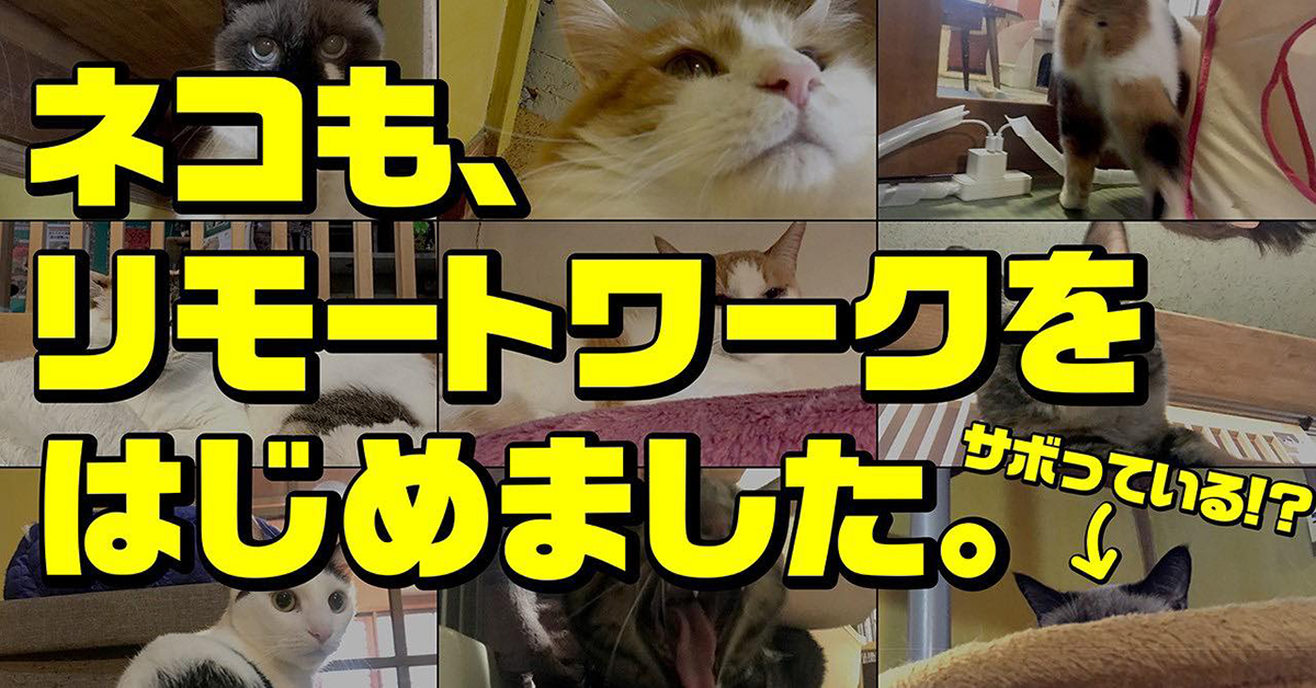 猫も 新しい働き方をしにゃいと 保護猫カフェ ネコリパブリック がネコの リモートワーク Remote Cats をスタート リモートワーク第１弾は 健康診断できる猫砂 しぐにゃる 株式会社ネコリパブリックのプレスリリース