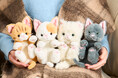 【セキグチ】オリジナルシリーズ「ころりんぬいぐるみ　ねこ」が2026年2月に発売！ しりもちをついたような姿勢が愛らしい子猫（ちゃとら、しろふわ、みけ、ろしあん）を4種展開