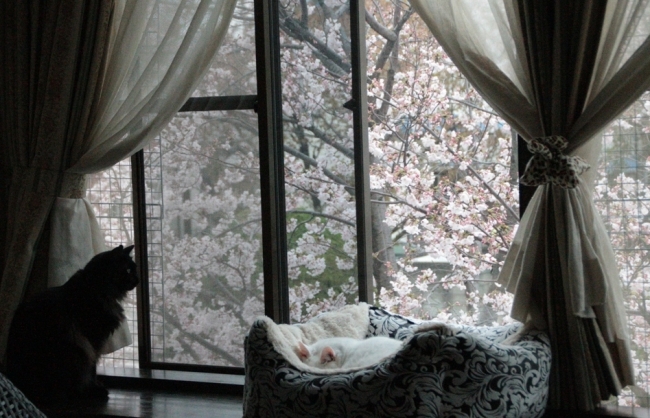 窓のすぐ外の桜の木に留まる鳥を気にする様子