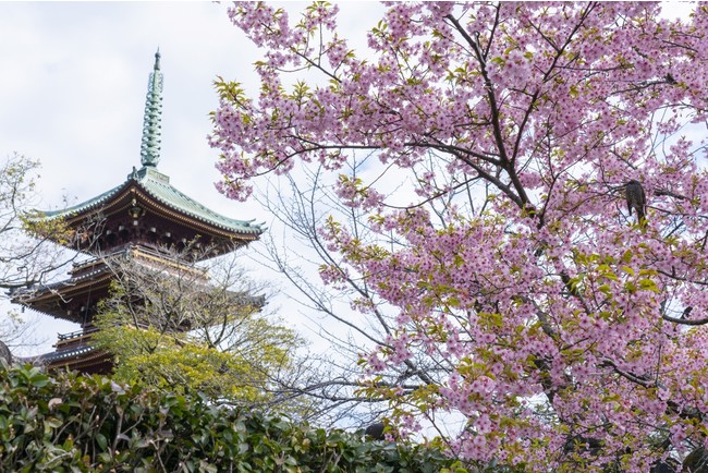 五重塔と河津桜