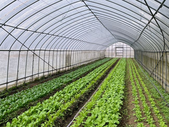 春野菜は三重県内の生産者を訪ねて選定