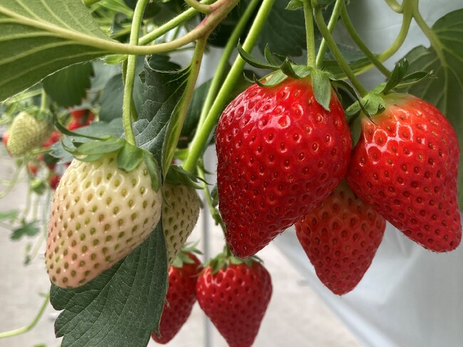 ささはら菜園