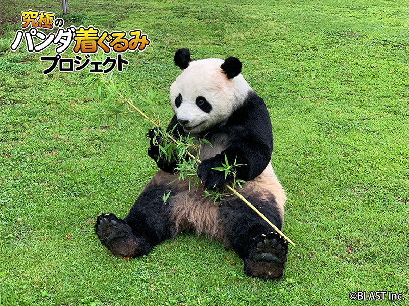 まるで生きている動物 究極のパンダ着ぐるみ 撮影 Cm プロモーション イベントへのレンタル開始 株式会社ブラストのプレスリリース