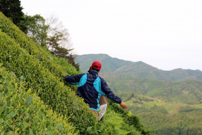日本有数の急斜面。茶畑を歩くのにもしっかりと注意を払います。