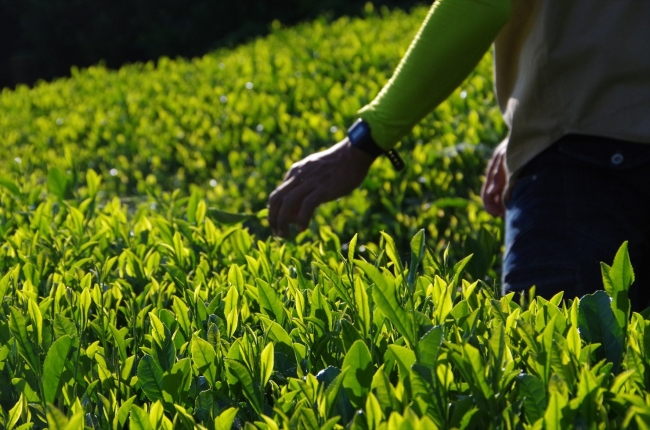 好評受付中 お茶畑を１日で満喫できるフルコースツアー 茶摘みや茶葉の実食ができるハイキング D Matcha Kyoto Magazine