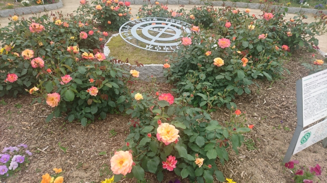 園内のシンボル アンネのバラ