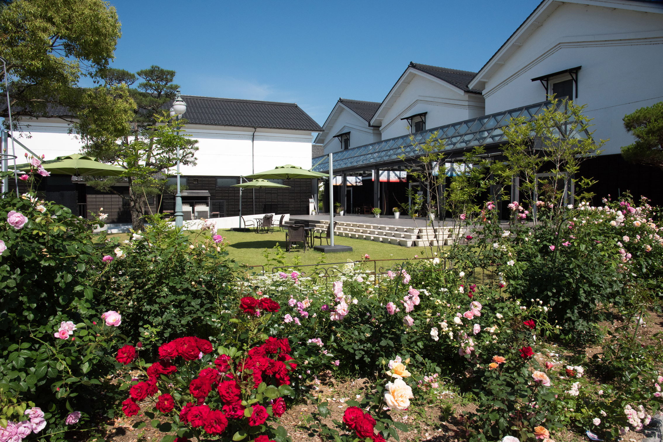 グンゼ博物苑の来苑者数が15万人を突破 あやべグンゼスクエア 綾部バラ園 秋のバラ展 が10月20日から開催 グンゼ株式会社のプレスリリース