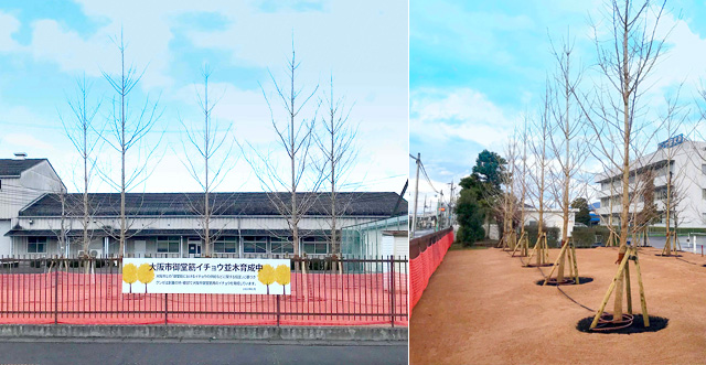 大阪のシンボル御堂筋のイチョウ並木を守り、後世に伝えていくために   大阪市と締結した「御堂筋におけるイチョウの供給等に関する協定」に基づくイチョウの育成圃場工事完了