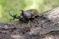 地域の元気を応援、グンゼ「第2回あやべカブト虫相撲大会」に協賛