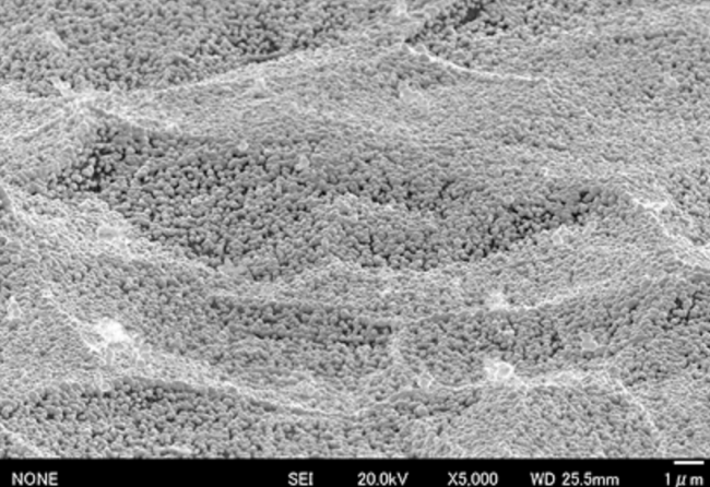 図１：白金ナノ粒子が単層にコートされた電極表面（電子顕微鏡写真）