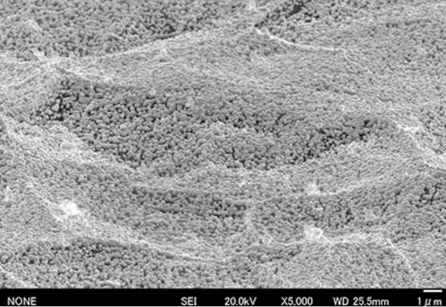 図1：白金ナノ粒子が単層にコートされた電極表面（電子顕微鏡写真）