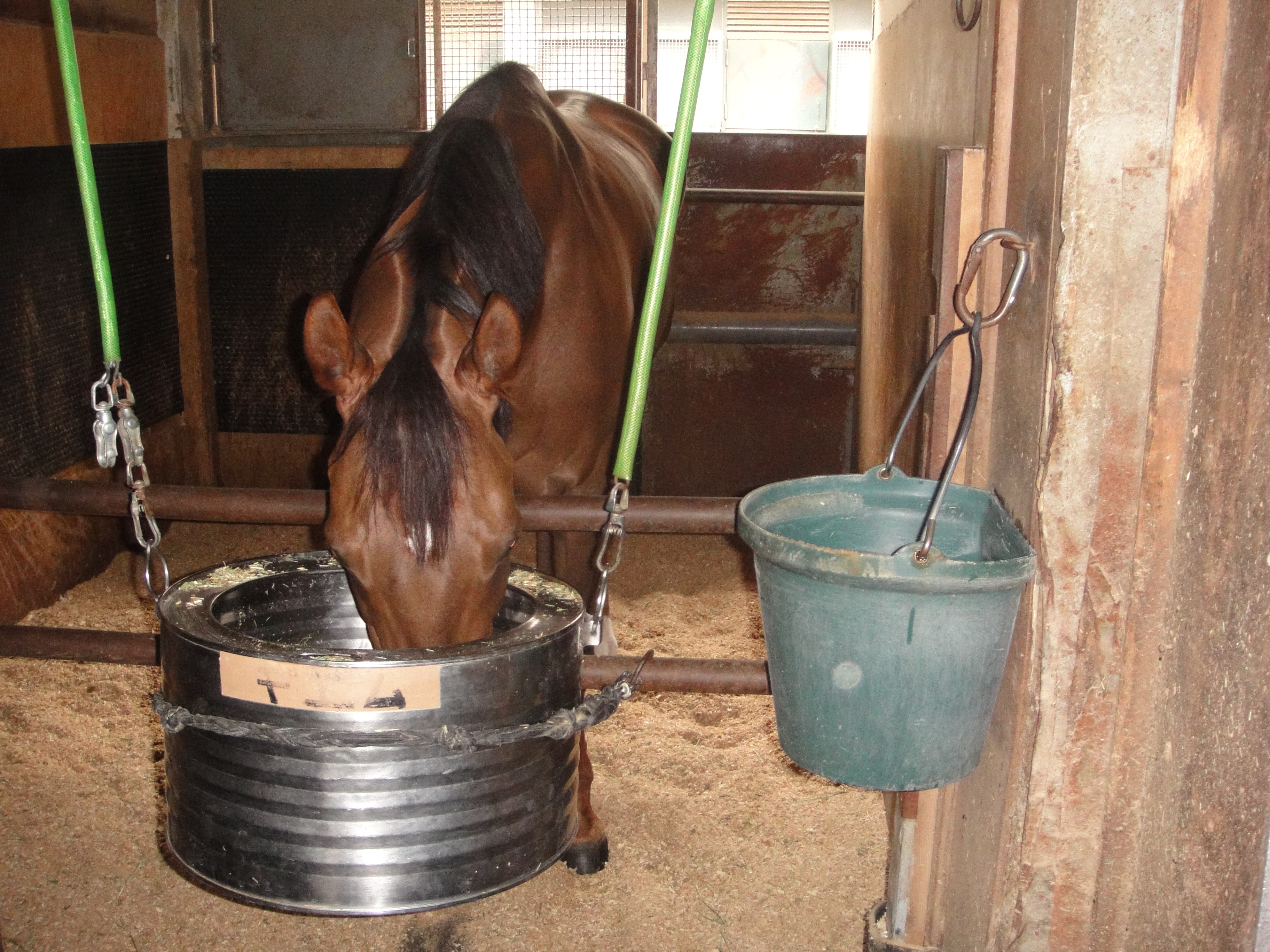 競走馬のパフォーマンス低下の原因 食欲低下 を電解水素水が予防することが明らかに 株式会社日本トリムのプレスリリース