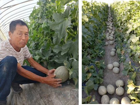 「電解水素水で育てた草津メロン」収穫の様子(昨年) 「電解水素水で育てた草津メロン」収穫の様子(昨年)