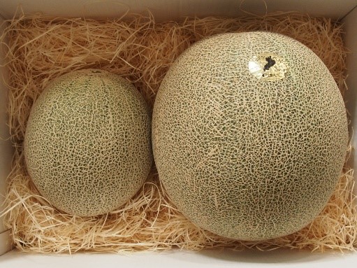 左:通常サイズ(4L)右:電解水素水平均サイズ(6L) 左:通常サイズ(4L)右:電解水素水平均サイズ(6L)