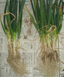 左:水道水 右:電解水素水 左:水道水 右:電解水素水