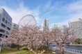 【3月29日頃満開予想】横浜・みなとみらいの桜が見頃ランドマーク×観覧車×桜の絶景ポイント