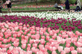 【第１０回】『ガーデンネックレス横浜２０２６』横浜の春が本番　横浜でチューリップが見頃へ　里山ガーデンの大花壇に１５０品種２０万本、週末は花イベントも充実