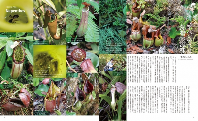 南アジアの食虫植物、ネペンテス