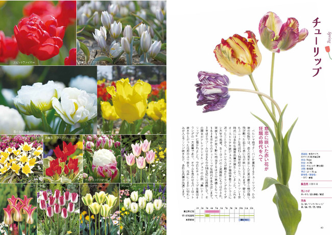 四季折々に咲く花1種の名前や特徴がひと目でわかる 株式会社主婦の友社 のプレスリリース