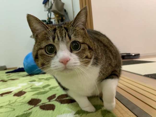 Instagramフォロワーは万人 日本一のニャンスタグラマー すずめちゃんのフォトブック すずめのすすめ が22年3月31日発売 産経ニュース