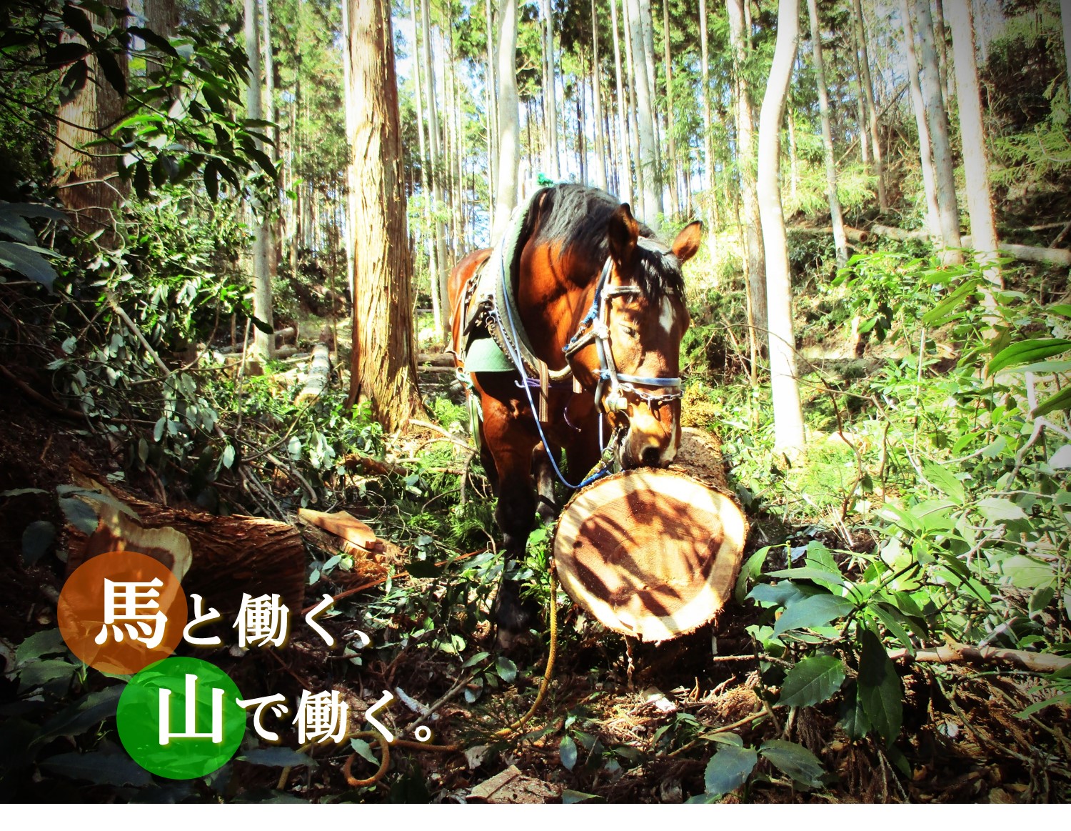 ばんえい競馬の引退馬を林業で再雇用 馬を使った古くて新しい林業に挑戦したい 株式会社柳沢林業のプレスリリース
