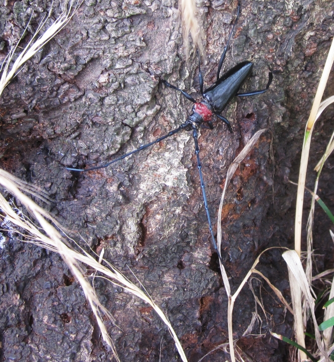 桜の害虫防除に貢献 微生物防除剤 バイオリサ カミキリ に桜が適用拡大されました 出光興産株式会社のプレスリリース