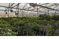 SAFの原料として期待されるポンガミアの試験植林を豪州クイーンズランド州にて開始