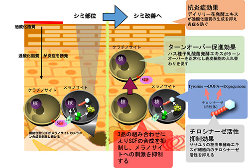 ３つの天然由来機能性成分の組み合わせによる効果概念図