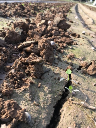 洪水被害にあった岡山パクチーの畑で、小さな芽が（植田輝義さん提供）