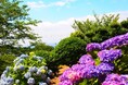 初夏を彩る天然のグラデーション 見頃を迎える岡山県内のあじさいスポット5選