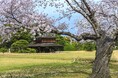 2026年・岡山県の桜開花は3月27日予想！「日本さくら名所100選」の絶景から、海に映える隠れた名所まで