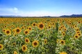 【2026年夏〜秋】連休、シルバーウィークは「晴れの国おかやま」へ︕涼と絶景、旬の極上フルーツを満喫するモデルコース⼤公開