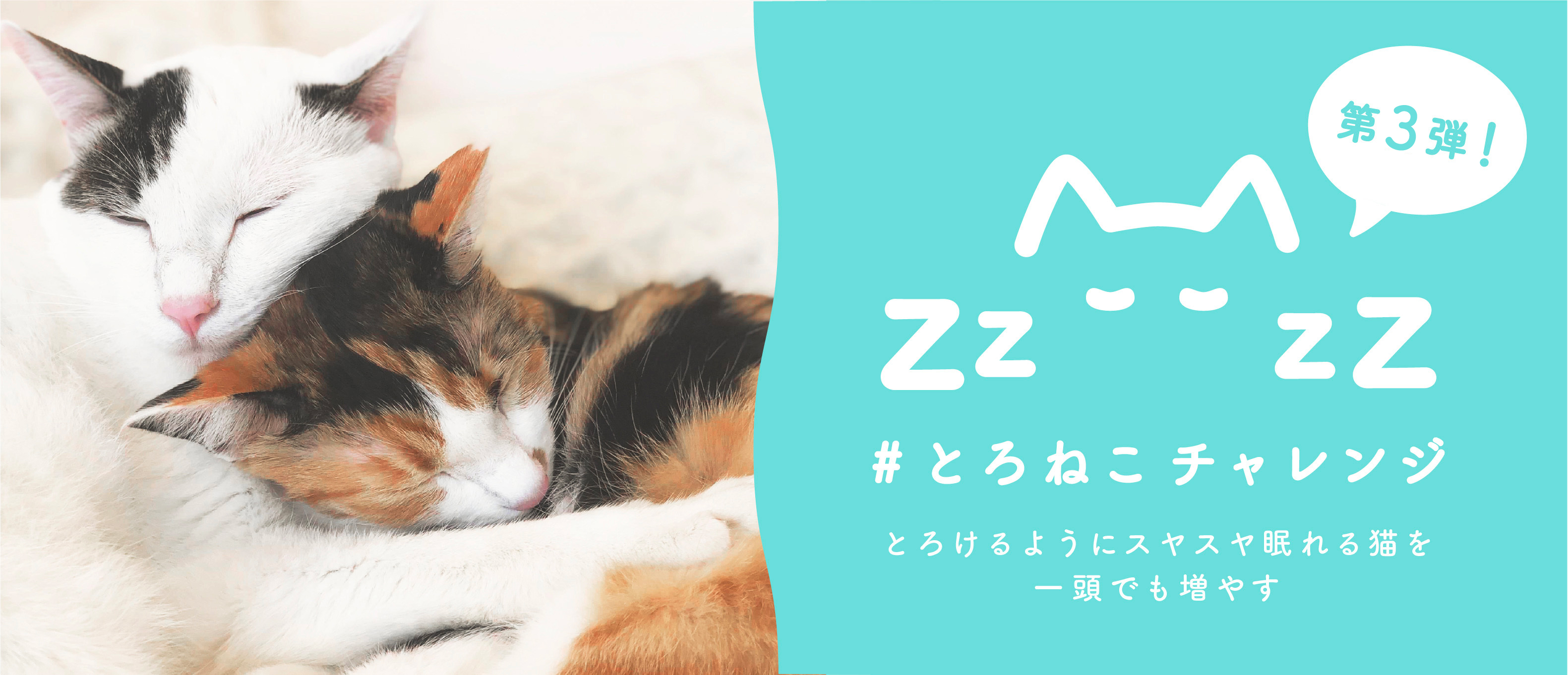眠る猫の写真や映像を投稿して保護猫の譲渡活動を支援する とろねこチャレンジ 第三弾が始動 株式会社チョコレイトのプレスリリース