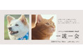 【10/17・10/18】パナソニック保護犬猫譲渡会　写真展「一護一会(いちごいちえ)」を東京・南青山「LUMIX BASE TOKYO」で開催