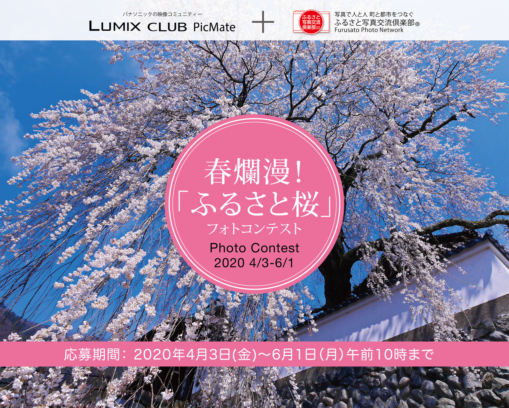 「ふるさと桜フォトコンテスト2020」開催！賞品には日本各地の名産品をご用意【パナソニックlumix Club Picmate】｜パナソニック