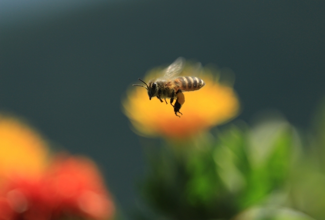 金賞「紅花畑のミツバチ」by purin1010