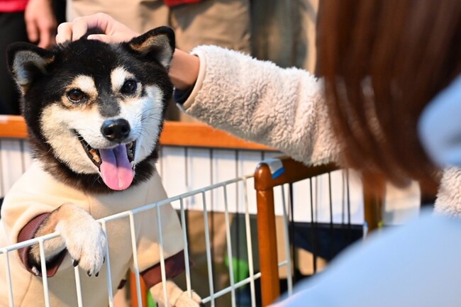 参加した保護犬たち。人慣れしている子は撫でてもらってご機嫌の様子 参加した保護犬たち。人慣れしている子は撫でてもらってご機嫌の様子
