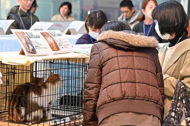 保護猫は名前や性格を紹介するカードとともに来場者と面談 保護猫は名前や性格を紹介するカードとともに来場者と面談