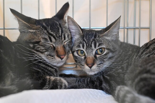 様々な表情で来場者を迎える保護猫たち 様々な表情で来場者を迎える保護猫たち