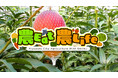 【宮崎県宮崎市】マンゴーに宮崎牛、そしてうなぎ…⁉ 宮崎のうまいもんを動画でお伝えするコンテンツ「農eat農life」公開中！