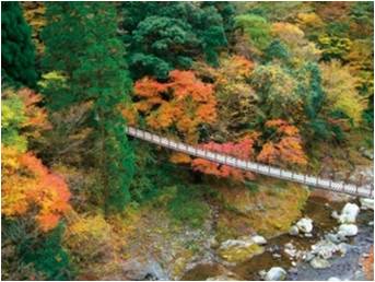 樅木の吊橋