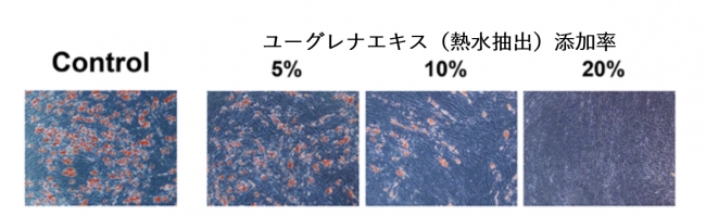 図2：ユーグレナエキス（熱水抽出）の添加の有無によるヒト脂肪細胞への脂肪滴蓄積の比較 （染色により赤く染まっているのが脂肪滴）
