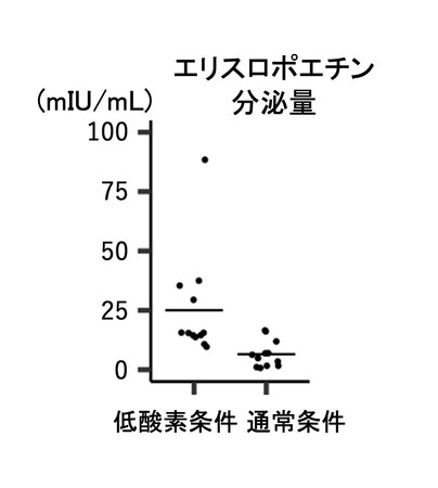 図5 作製した腎エリスロポエチン産生細胞は低酸素でエリスロポエチンを分泌する。