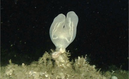 79年ぶりに江の島沖で発見したコトクラゲ